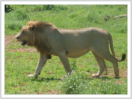 krugerpark