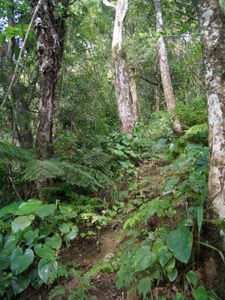 06_piton_boucher_morne_piquet