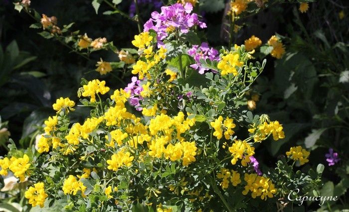 Arbuste Fleurs Jaunes Qui Fleurit Printemps arbuste fleurs jaunes qui fleurit printemps Arbuste Fleurs Jaunes Qui Fleurit Printemps arbuste fleurs jaunes qui fleurit printemps