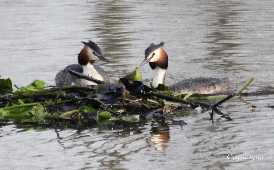 grebe-huppe 2673