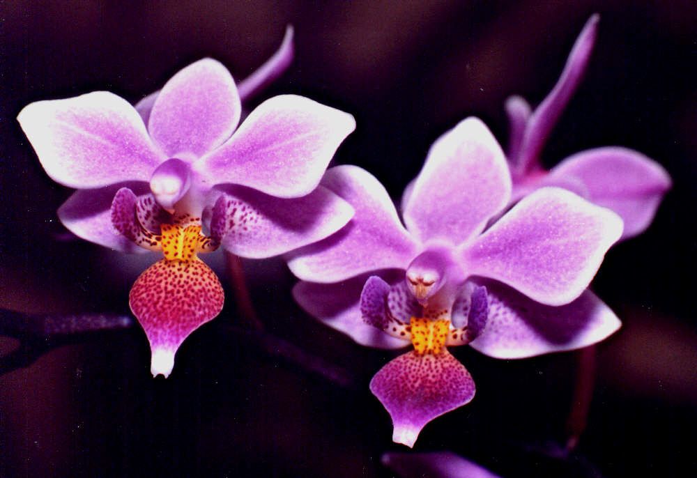 Orquideas.jpg