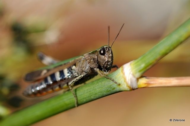 DIVERS-BESTIOLES-0069.JPG