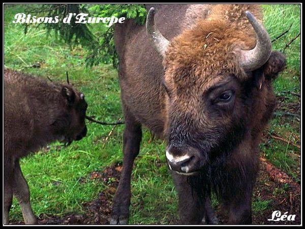 bisons-d-Europe-600.jpg