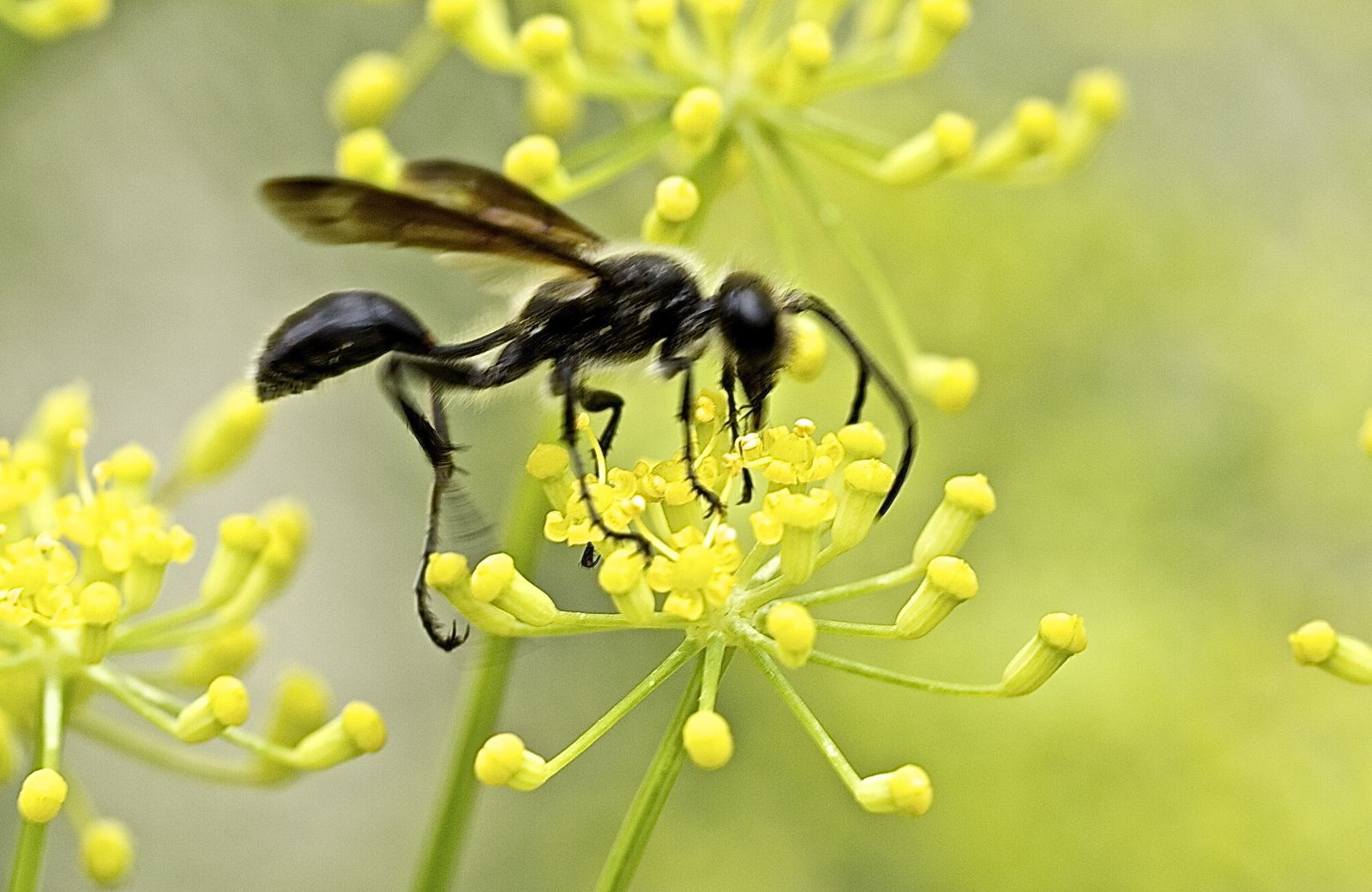 Insecte Volant Noir images