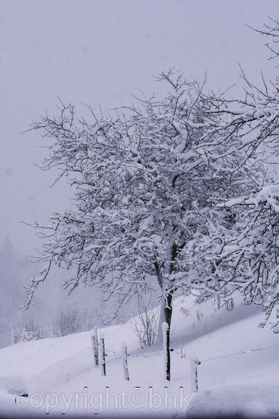 Ma cabane au Canada,