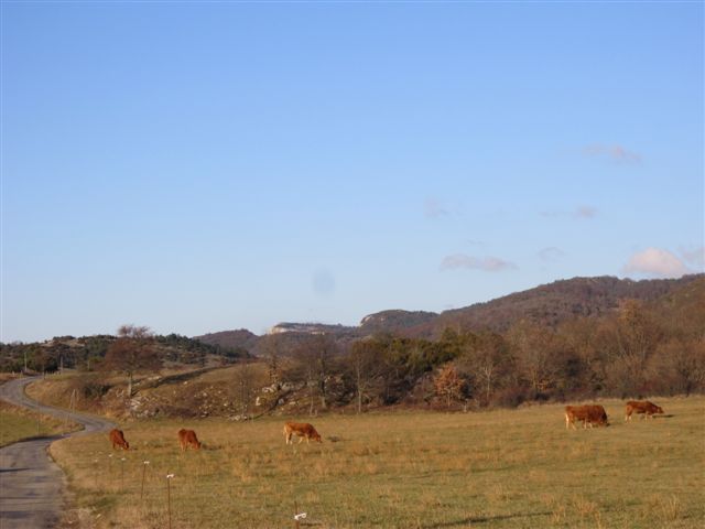 2011-11-novembre 3368-cote-blanche-vaches