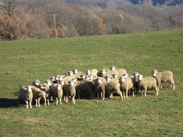 2012-01 3976-truinas-moutons