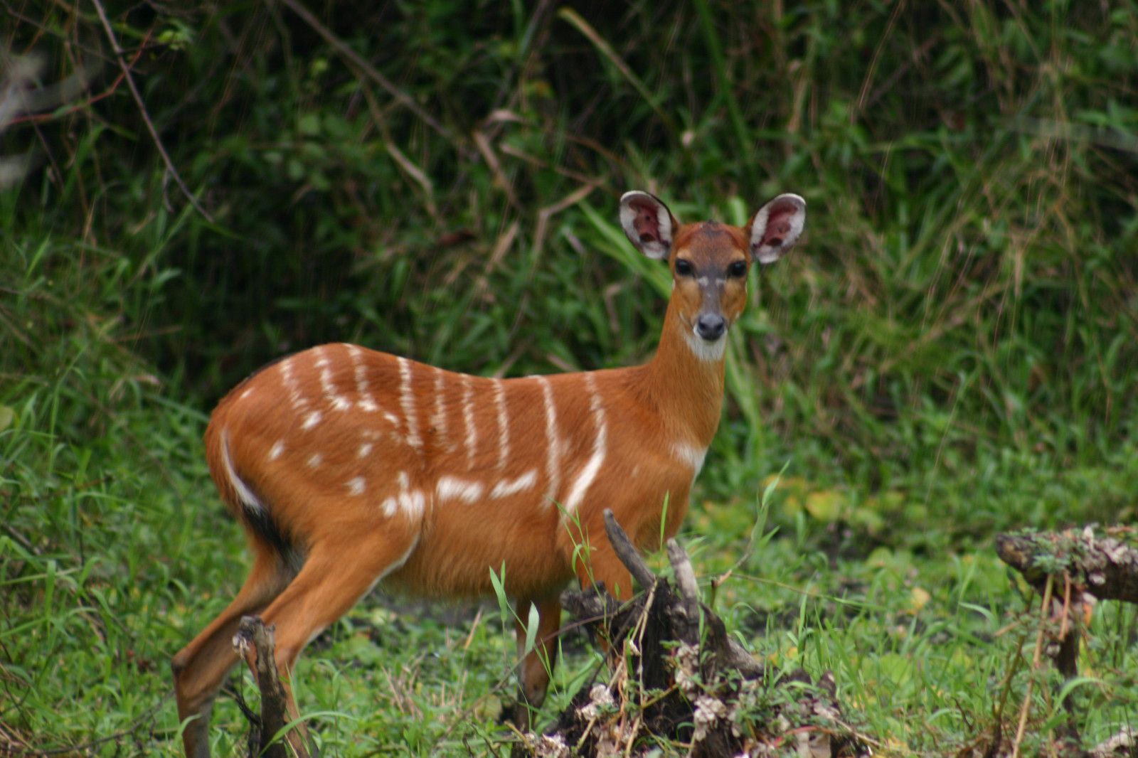 site de rencontre gabon