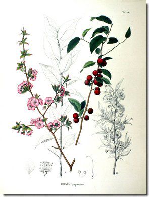 Prunus_japonica_1870_illustration_bio.jpg