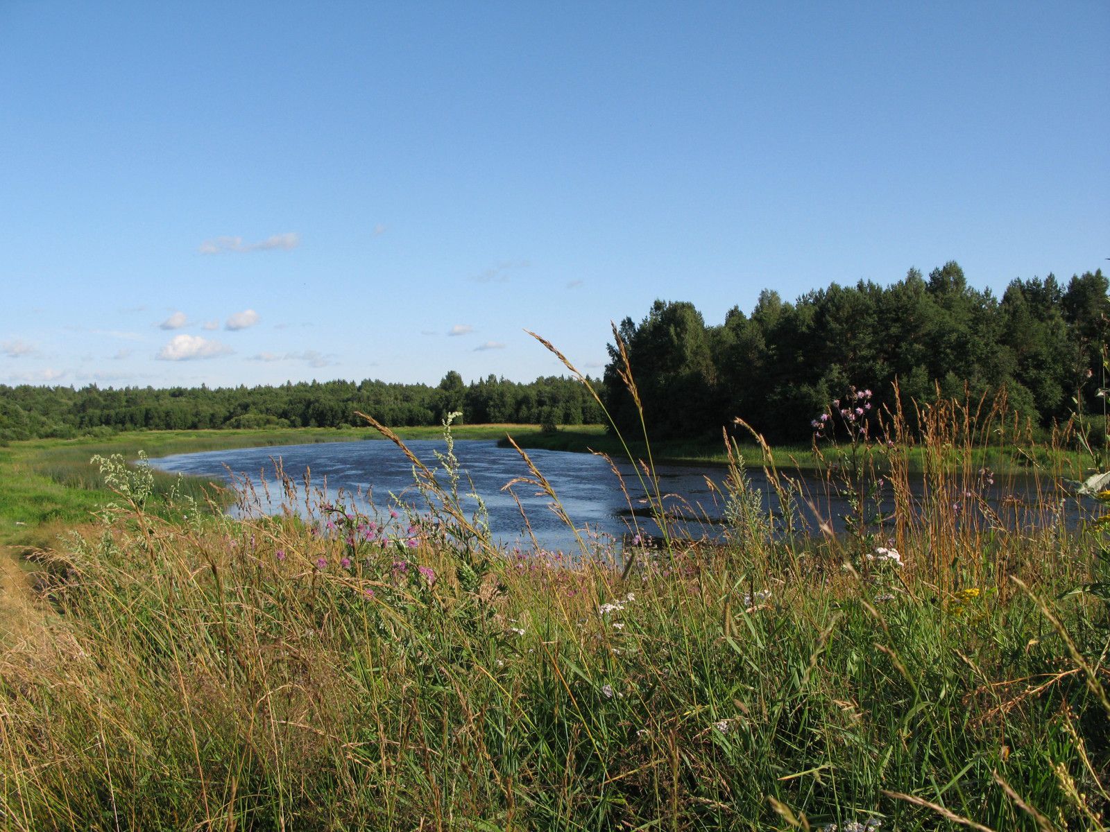 rivière mologa taiga russe