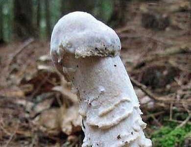 34-insolite-12-mini