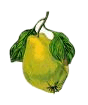 coings1