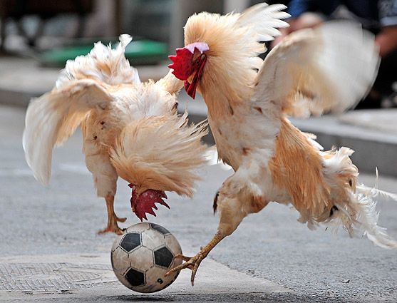 Le coq qui rit new arrivals