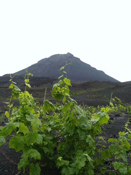 vignes - Fogo - 1 - CHB