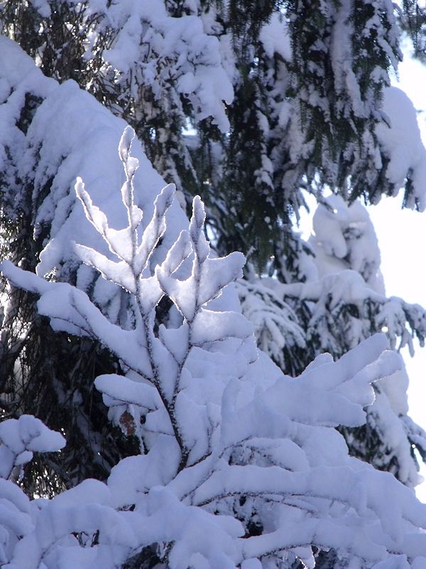 ski fond 10