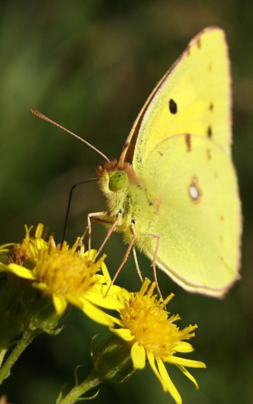 blog-colias-03.jpg