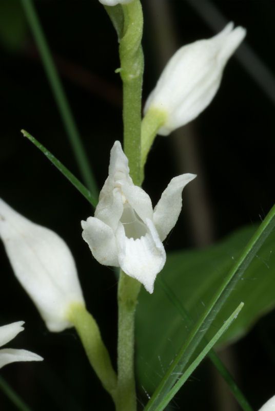 cephalanthere longifolia 02
