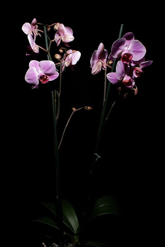 blog-orchid-es-01.jpg