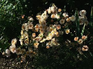 apricot-25-08-07.jpg