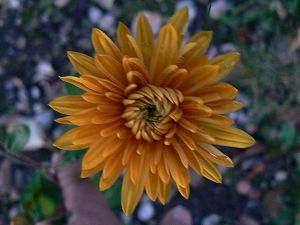 bebe-sous-apricot-27-10-11.jpg