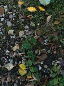 bebe-sous-apricot-27-10-11_02.jpg