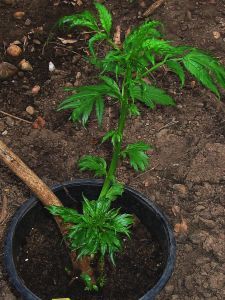 datisca-cannabina--1-09-05-05.jpg