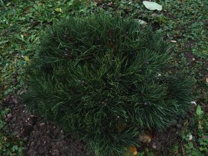 pinus-mugo-pumilio-28-10-12.jpg