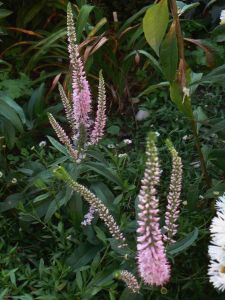 veronica-longifolia-evelyne-03-10-12.jpg