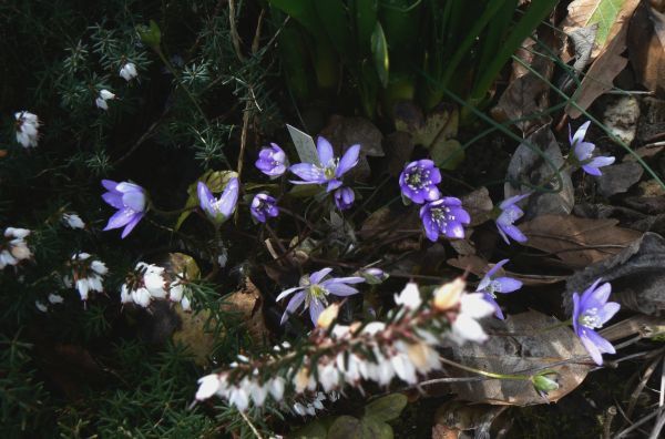 hepatica nobilis 09 04 13