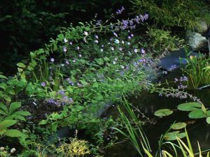 nepeta-walkers-low-08-07-08.jpg