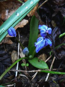 scilla-libanotica-27-03-13-02.jpg