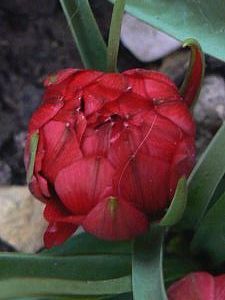 tulipa-humilis-tete-a-tete-06-04-13-03-copie-1.jpg