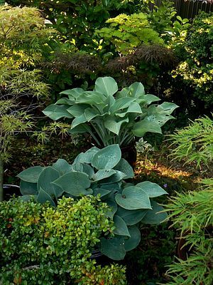 hostas et erables 01 06 09 02