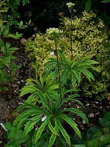 syneilesis aconitifolia 15 06 09