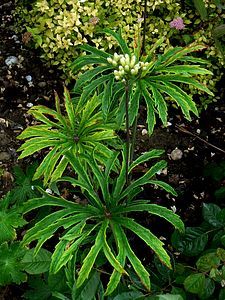 syneilesis aconitifolia 15 06 09 02
