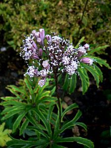 syneilesis aconitifolia 15 07 09 02