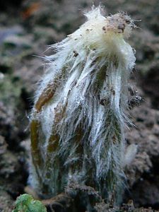 syneilesis aconitifolia 20 04 09 006