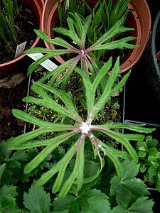 syneilesis aconitifolium 23 04 08