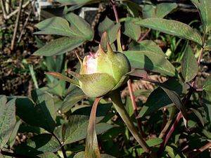 duchesse de morny 11 04 10