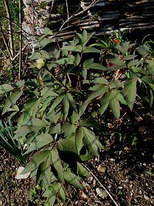 duchesse de morny 11 04 10 02