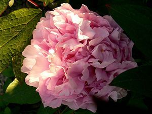 duchesse de morny 27 04 10