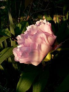 duchesse de morny 27 04 10 03