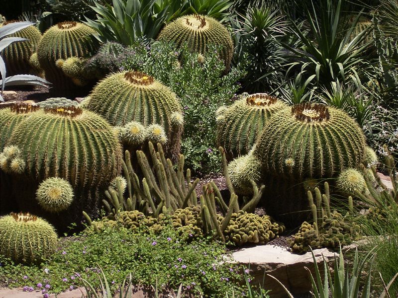 Photo Coussin de belle mère - Echinocactus-grusonii Photo Coussin de belle mère - Echinocactus-grusonii