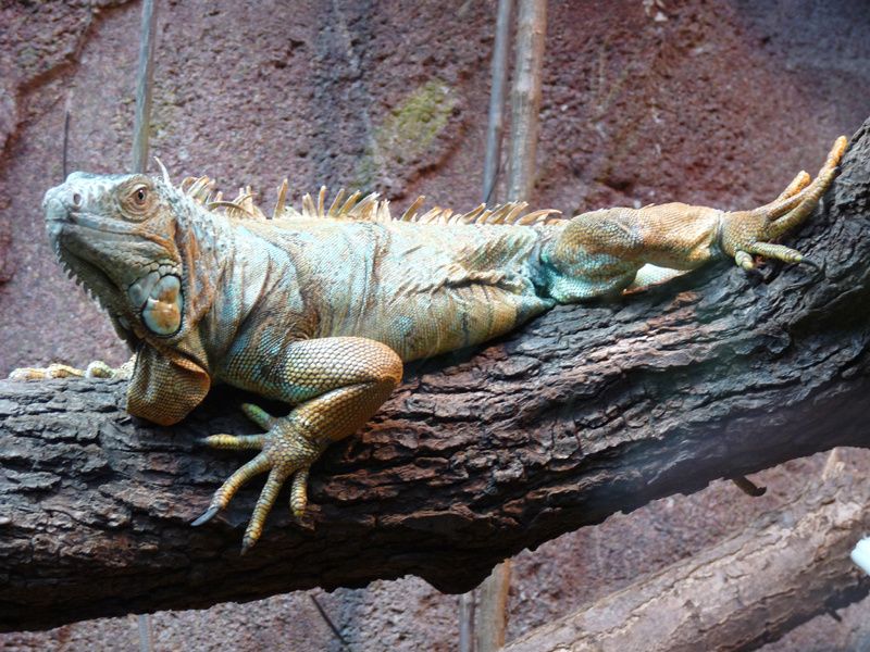 Photo Iguane non identifié Photo Iguane non identifié