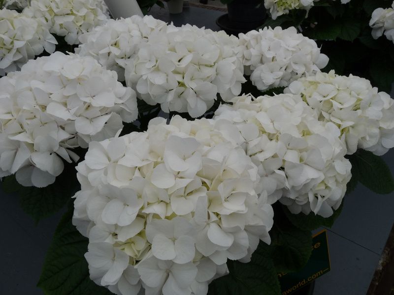 Fleurs,....fruit,.....tout ce qui se mange,...se boit....ou qui vient de la nature.......... Hydrangea-hortensia-de-jardin-01