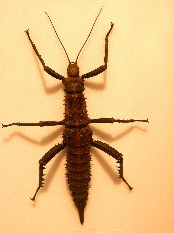 Photo libre de droits : Eurycantha sp. Photo gratuite : Eurycantha sp.