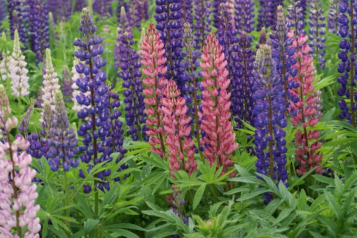 Lupiin Lupinus polyphyllus