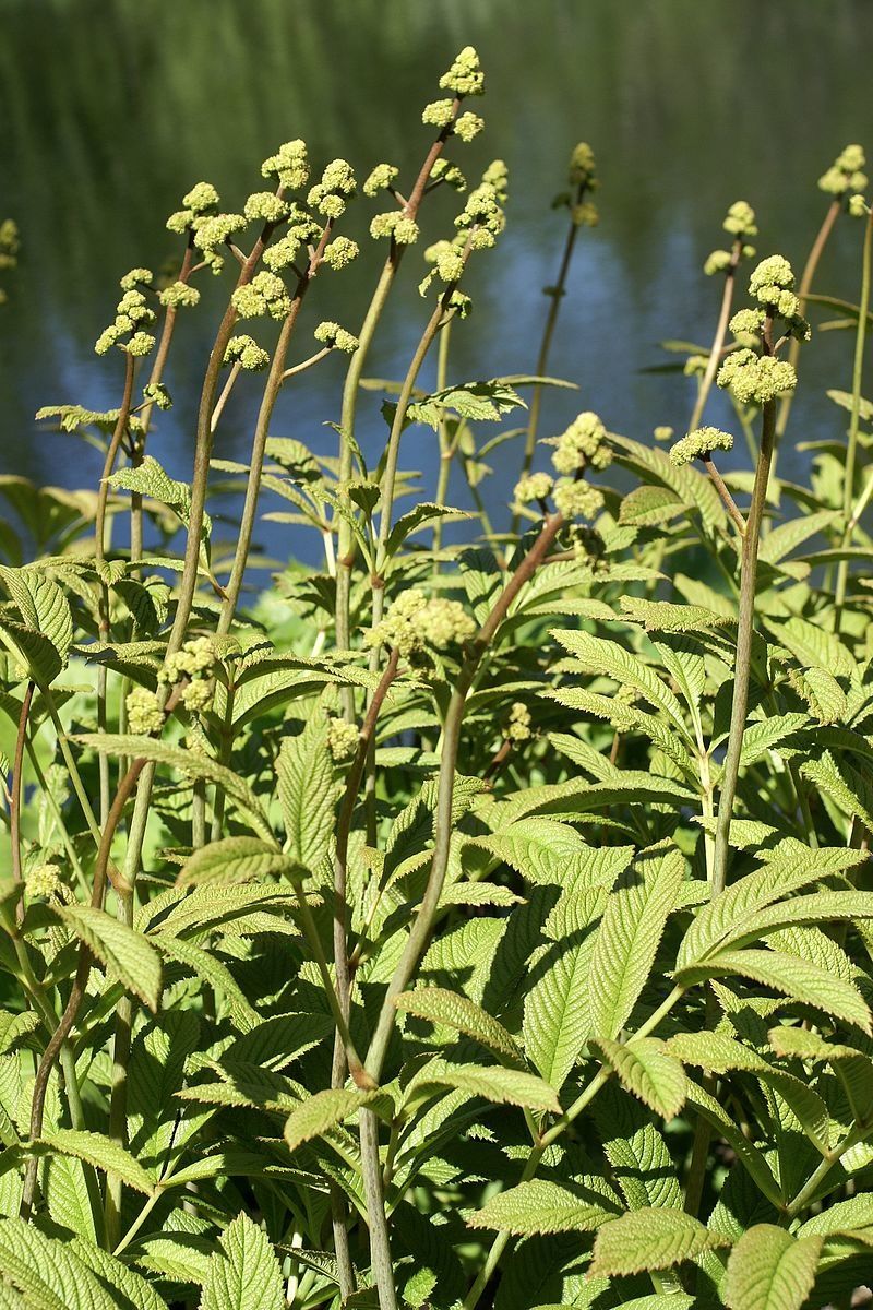 Photo libre de droits : Rodgersia pinnata - Astilbe pinnata - Featherleaf Rodgersisa - Rodgers Flower Photo gratuite : Rodgersia pinnata - Astilbe pinnata - Featherleaf Rodgersisa - Rodgers Flower