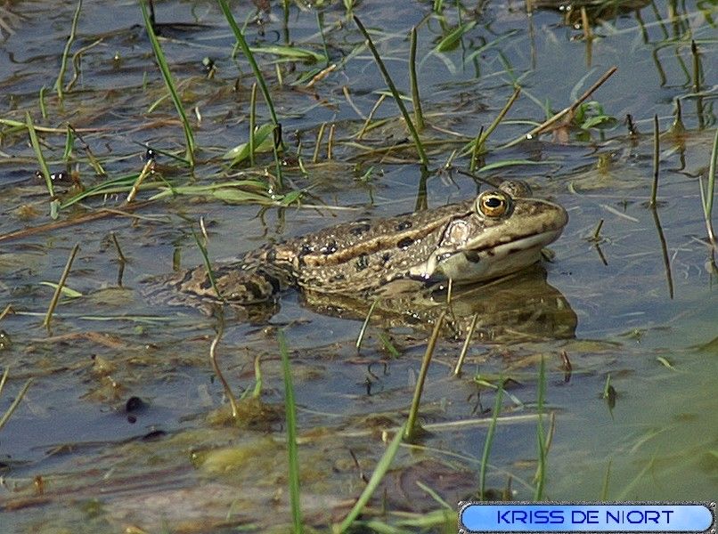 Photo libre de droits : amphibien Photo gratuite : amphibien
