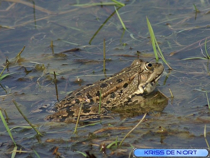 Photo libre de droits : amphibien Photo gratuite : amphibien